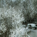 snow-skull