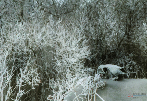 snow-skull